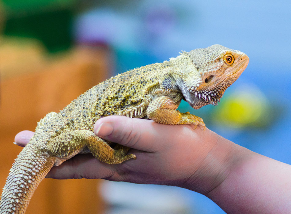 grangeways-exotic-animals